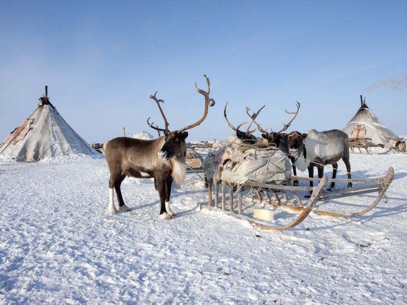 Renne Norvegia