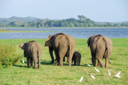 Sri Lanka elefanti