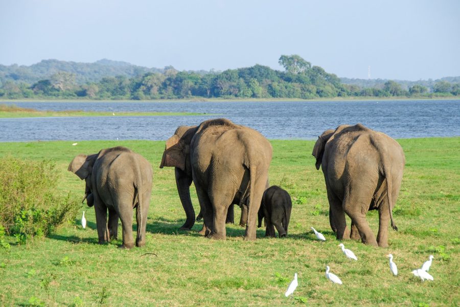 Sri Lanka elefanti