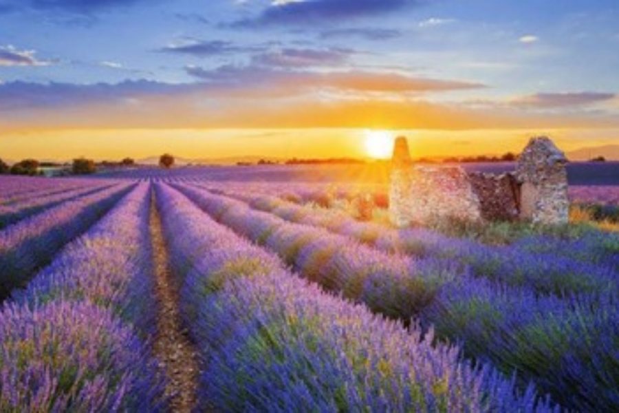 PROVENZA E CAMARGUE