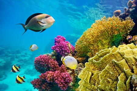 SHARM EL SHEIKH